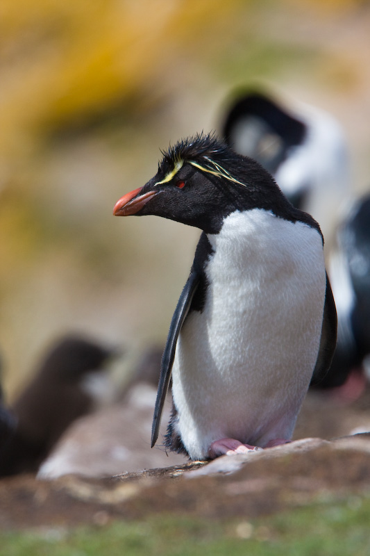 Rockhopper Penguin